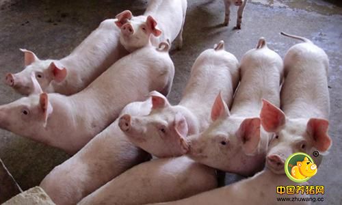 业内人士：猪肉价格企稳 超级猪周期还未结束