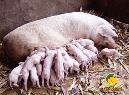 母猪分娩前后的便秘原因及控制要点