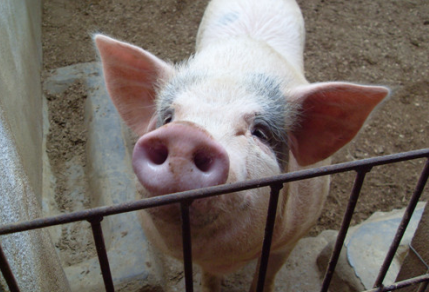 猪价“默契”震荡一个月 9月上涨的阻力也不会小