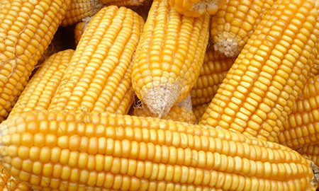 小麦替代玉米喂猪，有何优缺点？