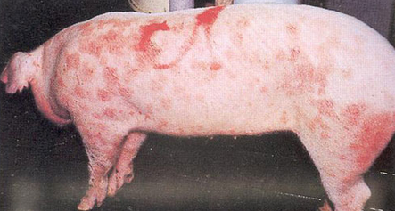 猪瘟、猪肺疫、猪丹毒三种传染病的鉴别