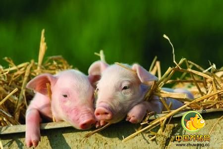 42%的养猪人将在9月出栏猪！要想赚钱你得注意这些