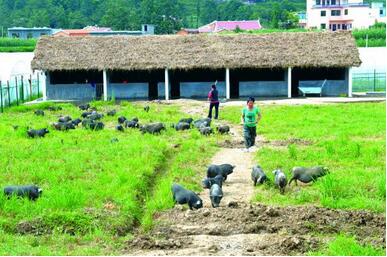 农业部等14部门联合印发大力发展休闲农业的指导意见