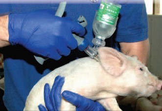 思考：猪瘟、高致病性猪蓝耳病强制免疫暂停之后