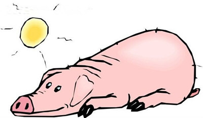 如何防治猪场母猪乳房疾病