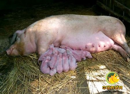 让养猪回归自然，分娩时如何铺草保护仔猪？！