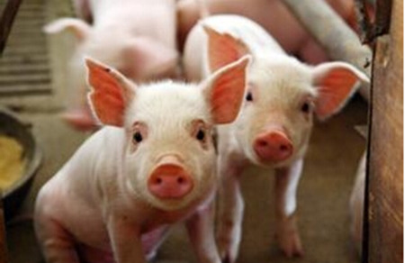 生猪价格已处历史高位 山西养殖大户中74%不愿扩大规模