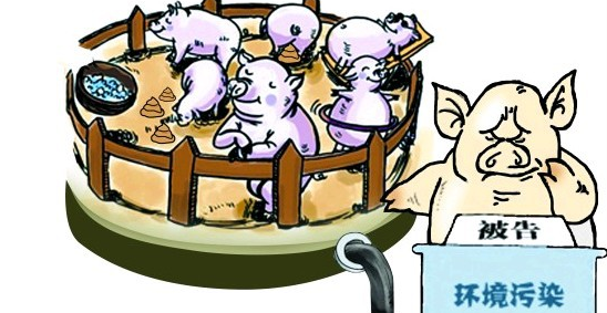 生猪禁养地区——中国养猪网