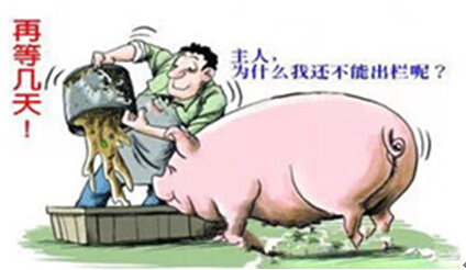 供需不能完全决定行情 猪价将维持在9.3元/公斤