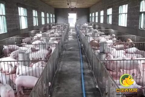 生猪养殖公司欲扩大产能 高利润还能持续多久？