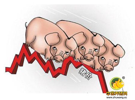 猪价持续震荡调整 后期跌价最可能出现在10月和11月