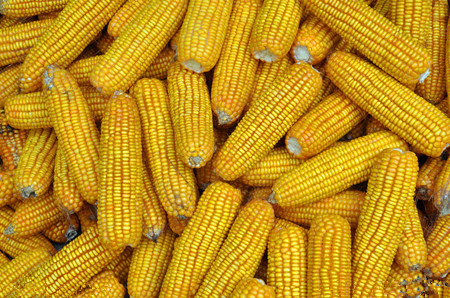 美国玉米单产数据可能下调 饲粮价格上涨