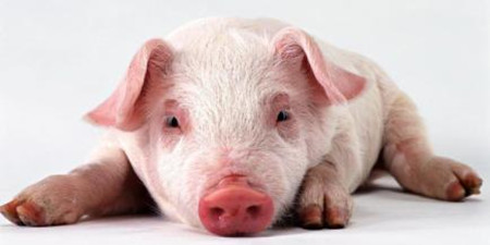 目前猪价南涨北跌 业内认为10~11月猪价下跌风险大