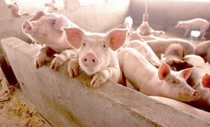 猪肉价值五周涨超30% 专家估量12月份猪价或高位下滑