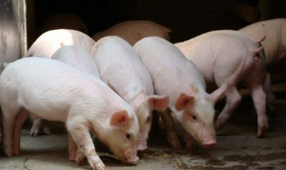 市场猪源阶段性增加，节日提振作用被抑制！