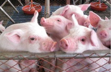 通过猪眼睛颜色巧辨猪病，早发现可有效降低猪场损失！