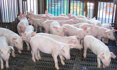 业内：此次猪价上涨缺乏持续性 猪价或遭遇“中秋劫”