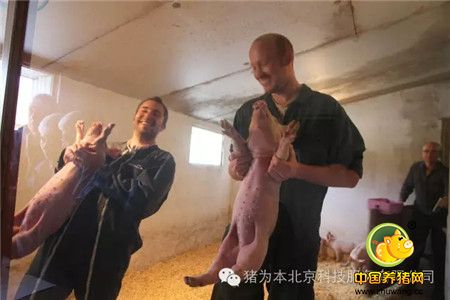 中国最美丽猪场访问记