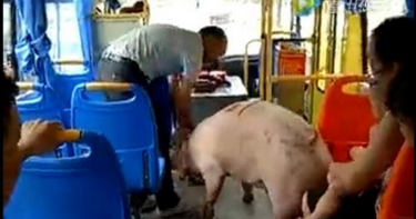 福建：母猪上公交惊呆一车人 散发着难闻的臭味……