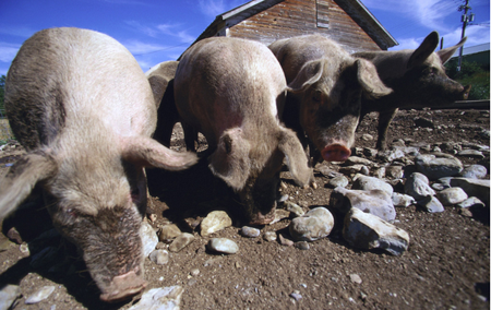 消费最旺季猪价能回到9.5-10元区间便已达到预期