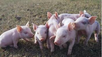 注意！养猪补栏需谨慎，进口肉太多，猪价涨不动