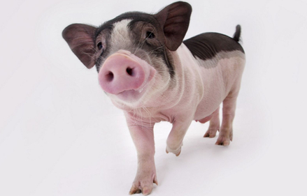 猪唾液用于疾病诊断的实用指南