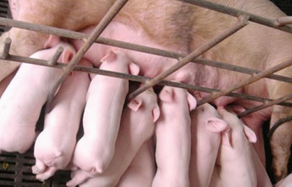 猪源供应偏紧 能繁母猪恢复仍然需要一个周期