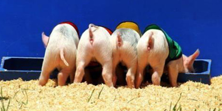 美国七月猪肉出口量业绩大涨 同比增长73%