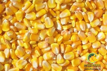 陕西靖边4000亩转基因玉米遭强铲 村民感慨一年白忙活