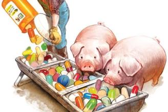 我国新型养猪场不用抗生素 猪肉价格贵两倍