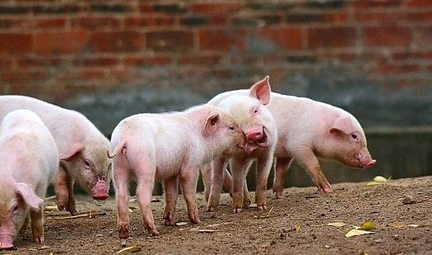 怎么才能减缓“猪周期”的大震荡，让养猪更赚钱？