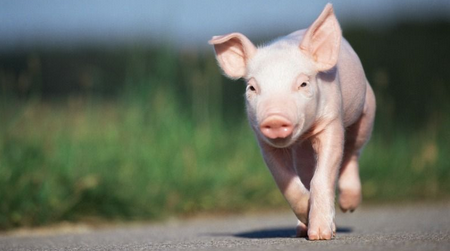 猪价整体回落，近期走的还是去年的套路？