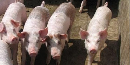 八月进口肉占消费总量六分之一，难怪猪价一直跌！