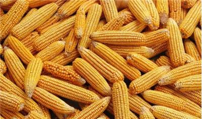 东北新季玉米收购政策浅析