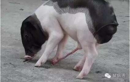 猪的唧唧螺旋图片图片