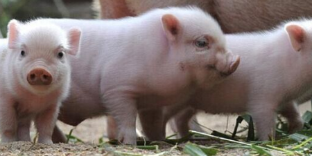 国庆节假期对猪价行情难以起到较大的变化