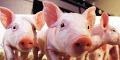 每年生猪病死淘汰量约六千万头，都上哪儿去了？
