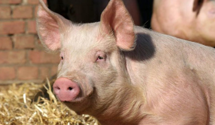 “追涨杀跌”——猪价压迫下养殖户的致命弱点
