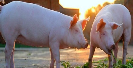 养猪别愁！预计生猪养殖盈利期可持续到明年4-6月份
