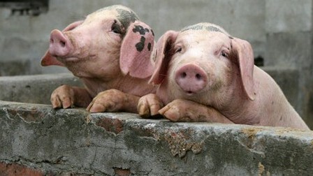 冷冬将来，猪价行情还会涨吗？