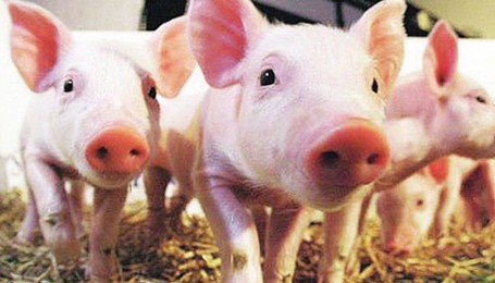 生猪生态养殖将成为重点发展对象 将享受直接补贴