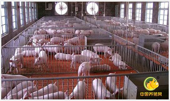 如何在生猪产业改革的年份里扭转乾坤止亏为盈？