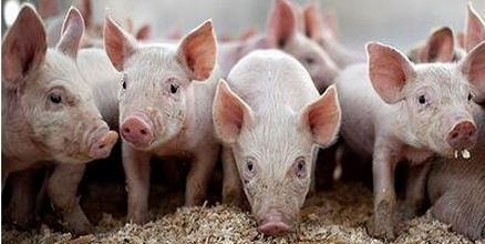 国庆后上海菜市场猪肉零售价每斤已降3到7元