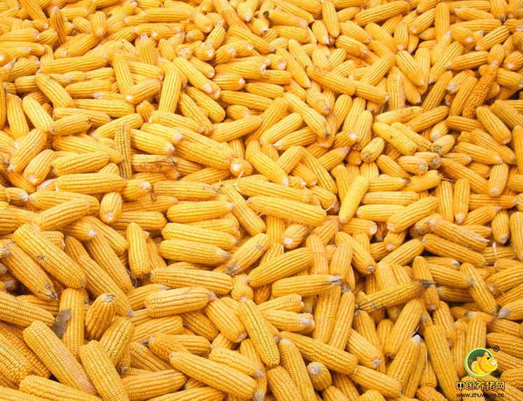 我国培育出玉米和大豆突破性新品种