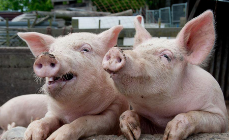 关于近期的猪价、进口肉、环保问题……温氏这么看！