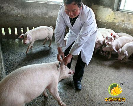 养猪生产中使用阿莫西林的最佳方式！