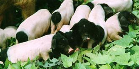 你知道东坡肉的来源吗？婺城“熊猫猪”，亮相央视七套