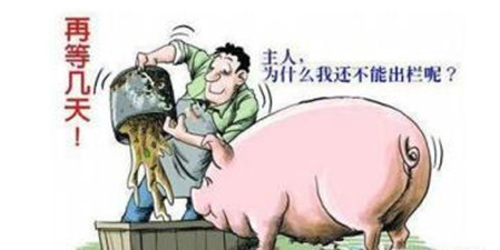 养殖户莫慌 需求回升拉动的猪价上涨拐点也越来越近