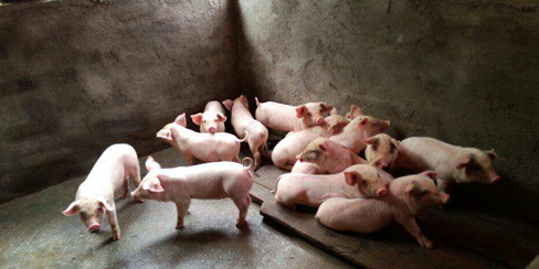 统计局：今年前三季度生猪出栏47924万头 肉产量3690万吨