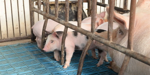 农业部：前三季度南方水网区调减生猪1600万头